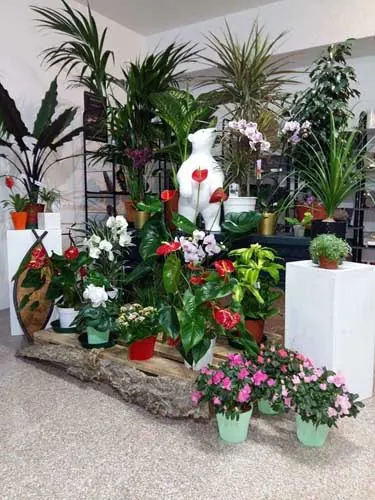 Plantes vertes et fleuries exposées à la boutique