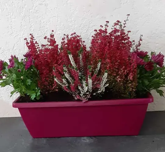 Bruyères roses et blanches dans une jardinière