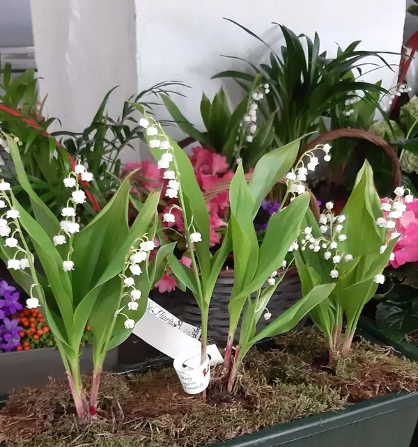 Pots de muguet en fleur