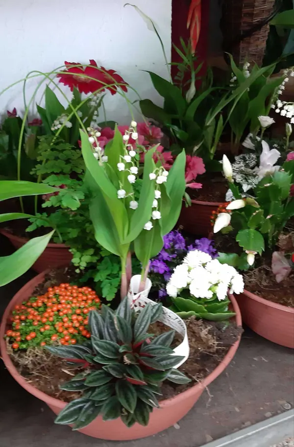 Coupe de plantes et brins de muguet