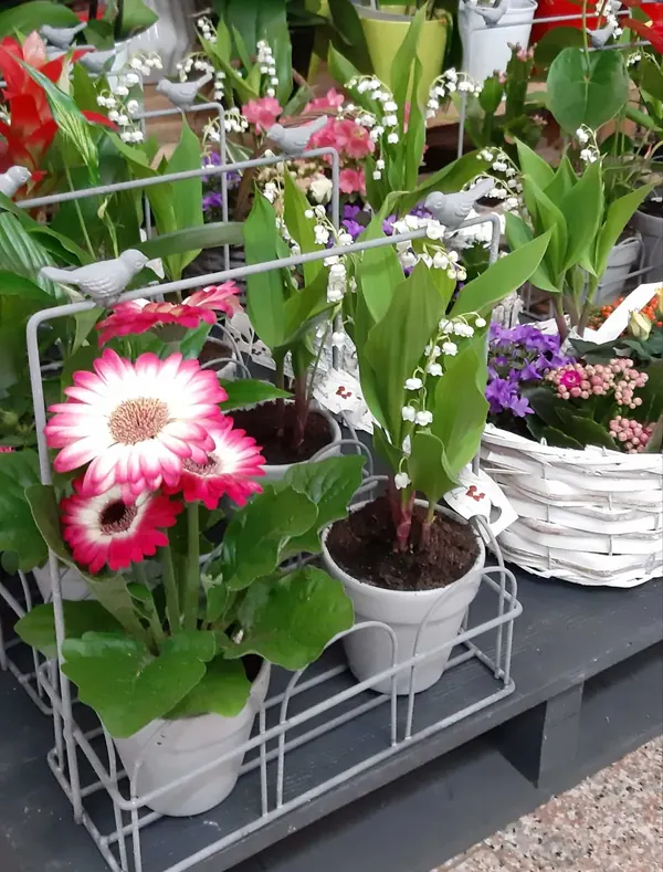Muguet en pots et gerberas