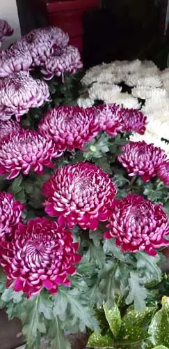 Chrysanthèmes violets et blancs