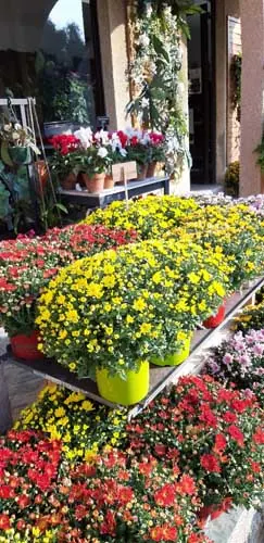 Chrysanthèmes jaunes et rouges devant la boutique