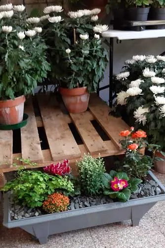 Chrysanthèmes blancs en pot et jardinière de plantes