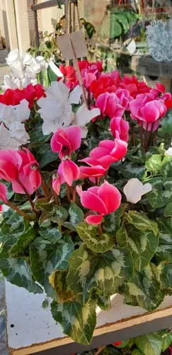Cyclamens roses et blancs