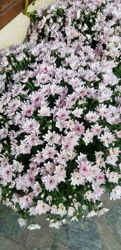 Massif de petites fleurs roses