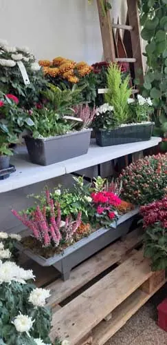 Jardinières de bruyères et de plantes d'automne