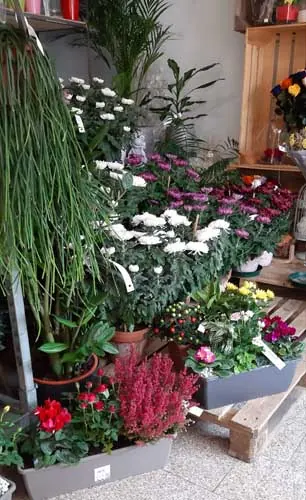 Plantes et fleurs d'automne en jardinières