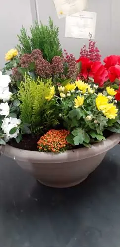Coupe de plantes fleuries : bruyère, fleurs jaunes et rouges