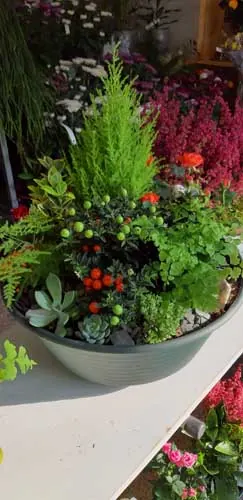 Coupe de plantes : petit conifère et plantes fleuries