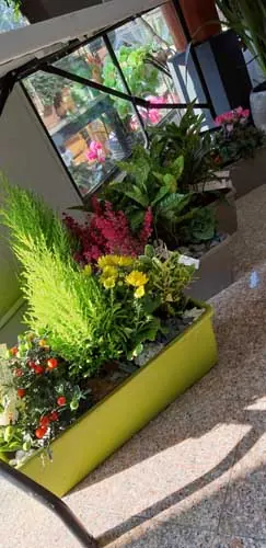 Jardinière de plantes : conifère et fleurs jaunes