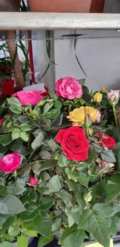 Rosier en pot, fleurs roses et rouges